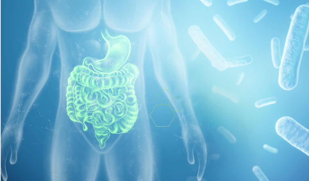 Microbiota intestinale e patologie intestinali